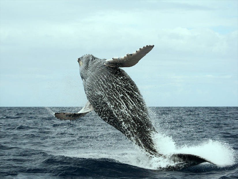 Whale Watching Tours in Samana Dominican Republic