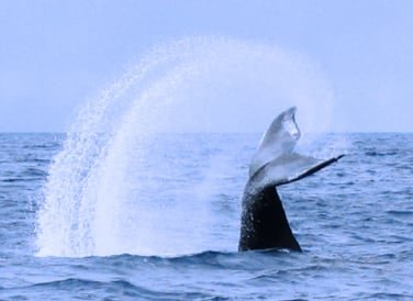 Whale Watching Tour in Samana Dominican Republic