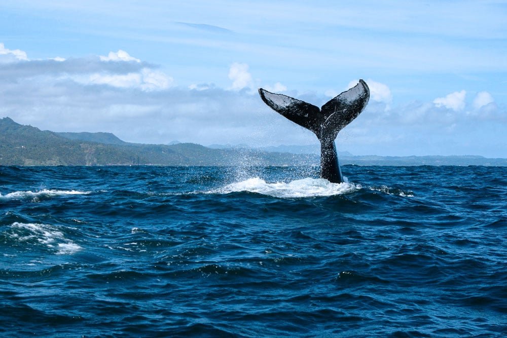 Samana Whale Watching Tours at Best Low Price!